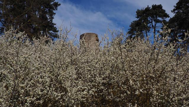 Weißdornbüsche in voller weißer Blütenpracht. Im Hintergrund ein alter Wachturm und blauer Himmel