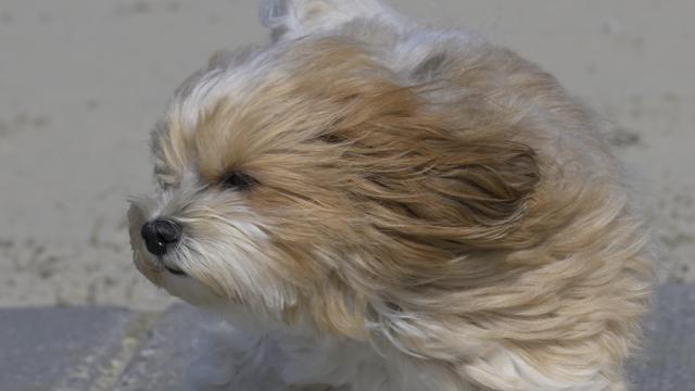 Das Bild zeigt einen kleinen Hund mit langem, flauschigem Fell, das eine Mischung aus Hellbraun und Weiß ist. Das Fell des Hundes wird vom Wind verweht, wodurch es zerzaust erscheint und teilweise die Augen verdeckt. Das Gesicht des Hundes ist leicht zur Linken Seite gedreht, und seine Nase ist schwarz. Der Hintergrund ist unscharf, aber es ist ein Strand. Die Ohren des Hundes sind ebenfalls durch das vom Wind verwehte Fell verdeckt, und sein Ausdruck wirkt ruhig und entspannt.
