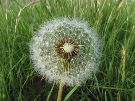 A dandelion stands in the middle of tall grass, the "bristly seed fruit called the achene;  thin hollow stalk called the beak, and a parachute end called the pappus" ready to detach and take flight.