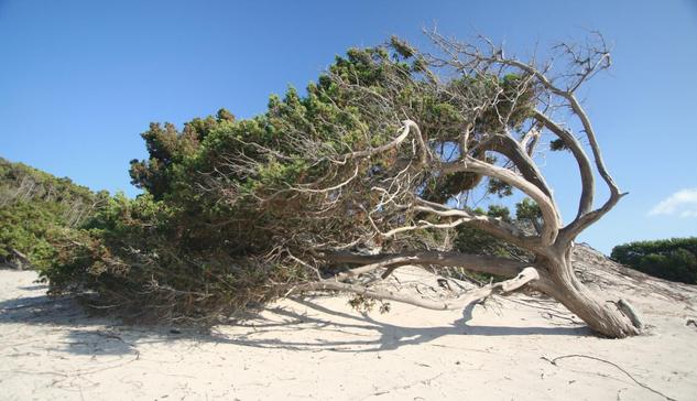 ein knorriger mediterraner Wacholderbaum an einem Strand; der Stamm wächst schief Richtung Landesinnere; alle seine Äste krümmen sich in die gleiche Richtung und reichen bis auf den Boden, so dass der Baum in Windrichtung mehr waagerecht als in die Höhe gewachsen ist