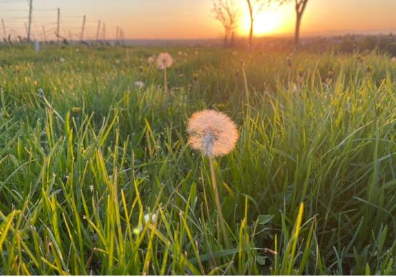 Orange rosa gelb und pastellfarbener Sonnenaufgang

Im Vordergrund eine grüne Wiese
Im Zentrum dieser eine Pusteblume

Im linken oberen Bildteil einige Reben.

Mittig rechts oben Bäume

Im Hintergrund Hügel