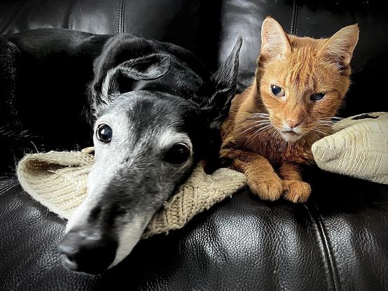 A sweet salt & pepper female greyhound and ginger cat share a couch side by each.
