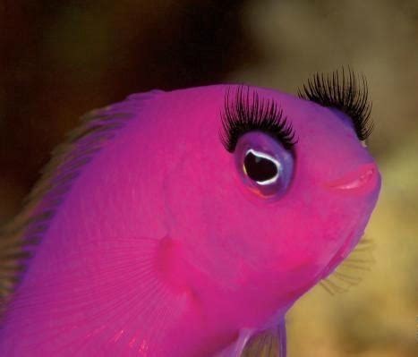 Zwei rosa Fische wie gemalt, solche noch nie gesehn