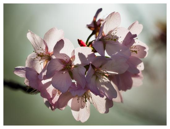 Ett knippe rosa blommor i motljus på en trädgren. Bakgrunden är grönaktig.
