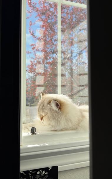 A fluffy white cat relaxing in a very bright window, viewed between shadowy shutters. The sky is bright blue with sparse clouds, with a red-brown leaved flowering plum tree just outside of the window.