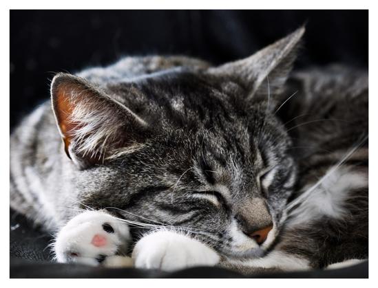 En närbild på katten Sonja som sover i en svart fåtölj. Hon vilar huvudet på frambenen och tassarna sticker fram.