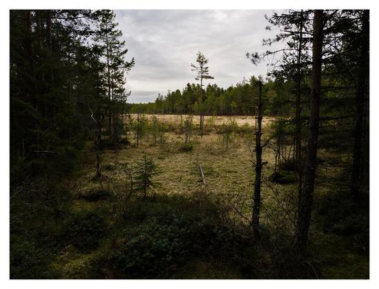 En vy ut mot en myr. Barrträd på båda sidor. I förgrunden lingonris, i mitten en ensam stor tall bland glesa små tallar på gräs, i bakgrunden ljusgult gräs mot en barrskog. Himmelen grå med lite struktur i molnen.