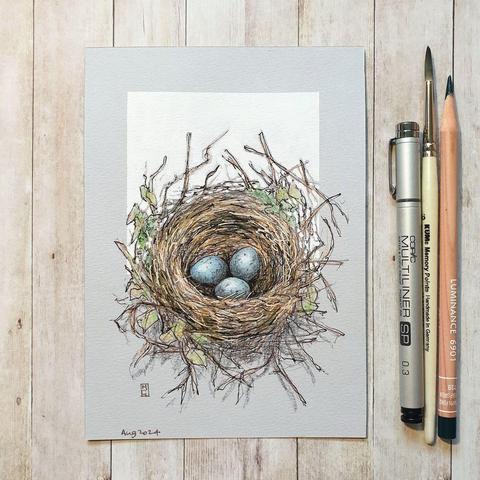 A colour drawing of a blackbird's nest with three blue eggs in it. The drawing has a white background. Blackbird eggs are rather eye-catching. About three centimetres large, blue-green in colour and speckled with brown spots.
An original art work
Colour pencil and mixed media on acid free toned artist paper
5 by 7 inches (12.7 by 17.8 cm). This is a standard photo size in the UK and USA and should be easy to DIY frame.
Sold unframed