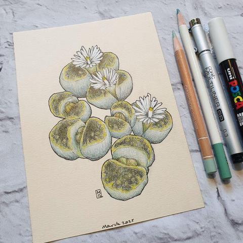 A small drawing of Lithops plants, also known as stone plants. The drawing is on cream paper. It measures 5 by 7 inches.
Lithops is a genus of succulent plants. They avoid being eaten by herbivores with their camouflage as small stones, and are often known as pebble plants or living stones.
An original art work
Colour pencil and mixed media on acid free toned artist paper
5 by 7 inches (12.7 by 17.8 cm).
Sold unframed