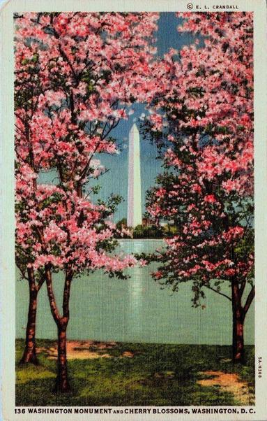 The view is standing by the Washington D.C. reflecting pool. You look out and see the Washington Monument framed by two blooming Cherry blossom trees.