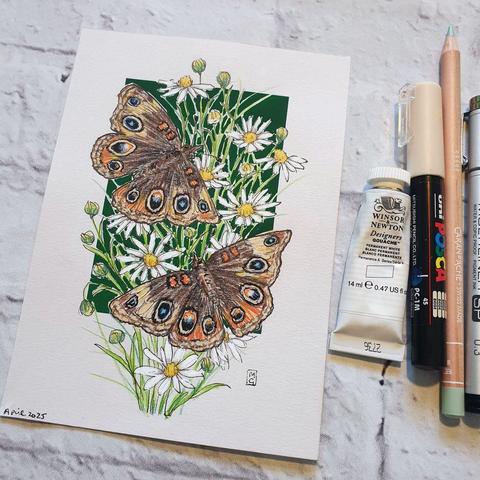 A small drawing of two common buckeye butterflies. A medium-sized insect with brown wings known for their distinctive eye like markings on their wings. The drawing has a green background with daisies. It is on white pastel paper.
This butterfly is a frequent sight across many regions of the United States and Mexico.
An original art work
Colour pencil and mixed media on acid free toned artist paper
5 by 7 inches (12.7 by 17.8 cm).
Sold unframed