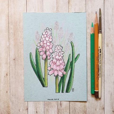 A drawing of muscari or grape hyacinth, this variety is called 'Pink Sunrise'. These little flowers symbolize humility and modesty.
An original art work
Colour pencil and mixed media on acid free toned artist paper
5 by 7 inches (12.7 by 17.8 cm). This is a standard photo size in the UK and USA and should be easy to DIY frame.
Sold unframed