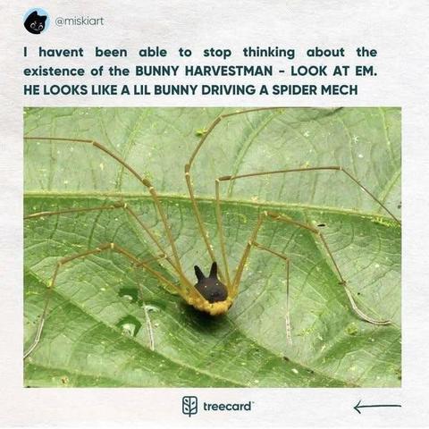 I haven't been able to stop thinking bout the existence of the BUNNY HARVESTMAN.