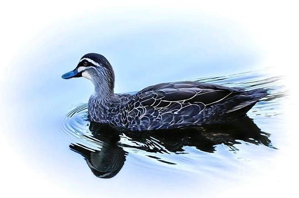 A blue billed mallard duck is taking an afternoon swim on the calm blue water at Lane Cove National Park in Sydney, NSW, Australia. I added a soft vignette to soften the outside of the image.  By Kaye Menner Photography.

THE FINE ART AMERICA LOGO WILL NOT APPEAR ON PURCHASED PRINTS OR PRODUCTS.