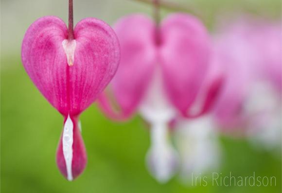 Bleeding Heart Flower Row Macro with soft medium green background