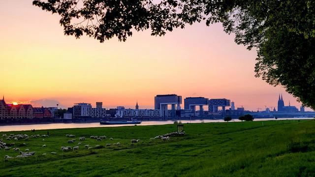 Sonnenuntergang über Köln, vorn die Poller Wiesen. Jenseits des Rheins links die versinkende, orange Sonne, in der Mitte die Kranhäuser, rechts der Dom. Vorne rechts und oben Laub einer Linde.