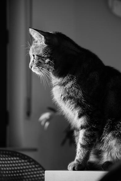 ein schwarz-weiß-foto zeigt eine getigerte katze im profil, die auf einem hellen tisch sitzt und in die linke bildrichtung schaut. 
licht fällt von links auf die katze und beleuchtet sie, wodurch ein scharfer kontrast entsteht, der ihre form und textur hervorhebt. der hintergrund ist unscharf und dunkel, wodurch die katze zum mittelpunkt des bildes wird. die stimmung ist ruhig und nachdenklich.