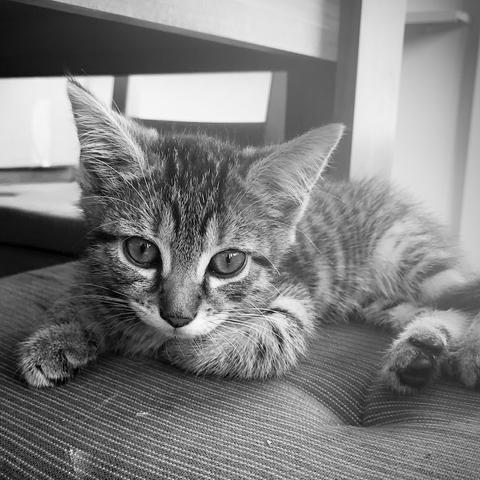 Eine junge getiegerte Katze die auf einem Stuhl liegt. Es ist eine Frontaufnahme in Schwarzweiß.