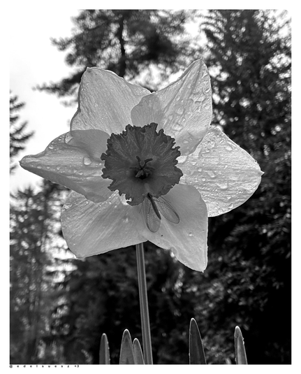 Schwarzweißfotografie: Blick frontal auf eine Blüte einer Narzisse, in der Blüte hat sich eine Florfliege vor dem Regen der letzten Nacht versteckt, nasse mit Regentropfen besetzte Blütenblätter, unscharfe Bäume im Hintergrund