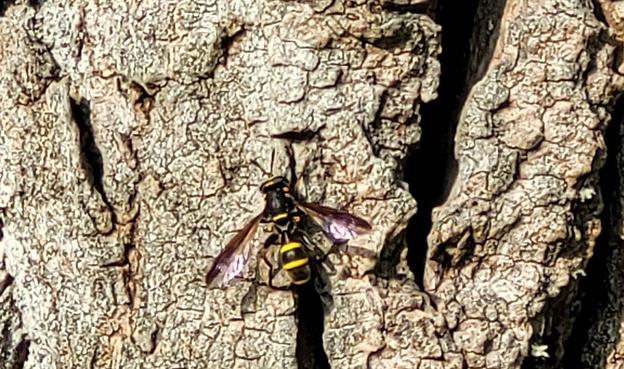 Handyfoto-Ausschnitt: die schlanke, wespenähnlich gelb gestreifte, ansonsten schwarze Schwebfliege Sphiximorpha subsessilis auf der rauen Borke einer Schwarzpappel. Die Vorderhälften der Flügel sind dunkel.
