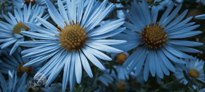 a macro photo by rayne of a field of light blue coneflowers in the sun. they have many thin petals like asters with golden yellow centers.