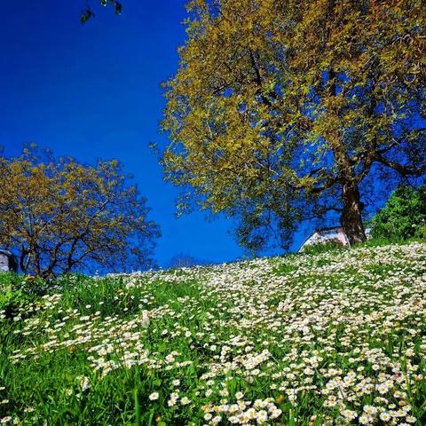Gänseblümchen-Wiese vor blauem Himmel, im Hintergrund zwei Bäume