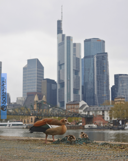 Die Skyline von Frankfurt auf der anderen Mainseite. Am Ufer dieser Mainseite ist eine Gänsefamilie mit kleinen Küken.