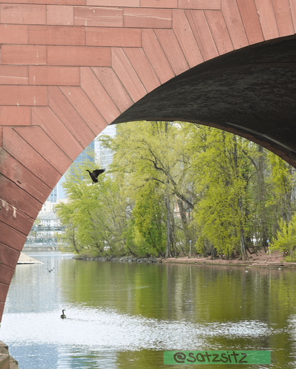 Unter eine braunen Brücke am Main fliegt eine Gans.