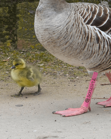 Kleines gelbes Gänseküken läuft einen Weg entlang