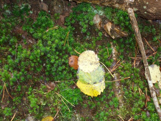 Herbstlaub auf Sternenmoos..