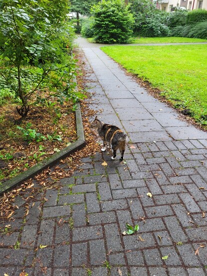 Eine braun-beige gefleckte Katze mit Stummelschwänzchen von hinten links