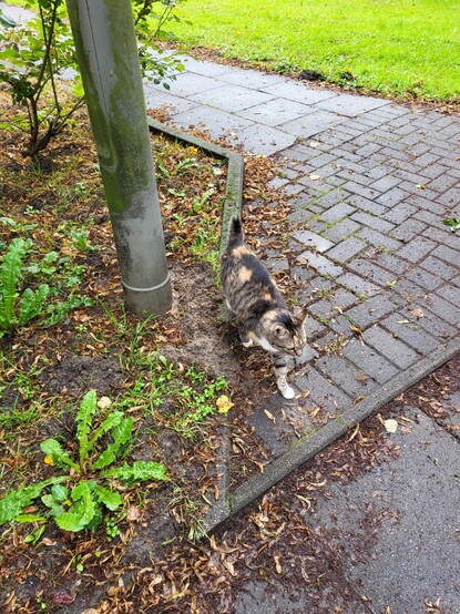 Eine braun-beige gefleckte Katze mit Stummelschwänzchen von seitlich vorne links. 