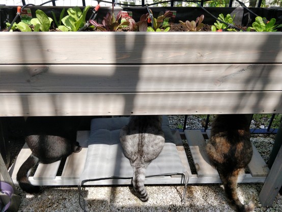 A raised bed with salad can be seen, under it a black, a gray and a brown cat are sitting next to each other looking the other direction. Only their backs and tails can be seen.