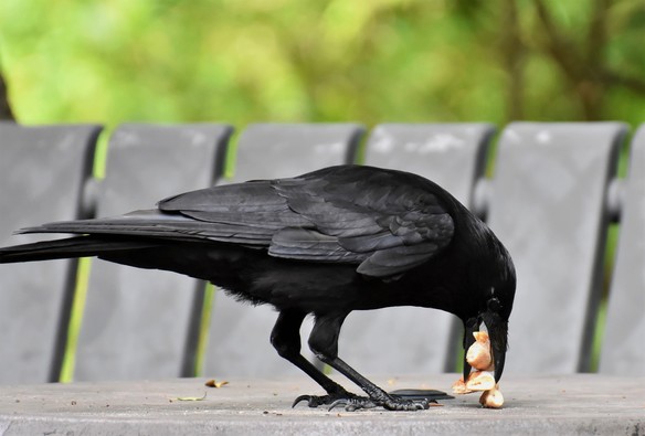 A raven, its head bent down to the table on which it stands, its beak full of pieces of bread.