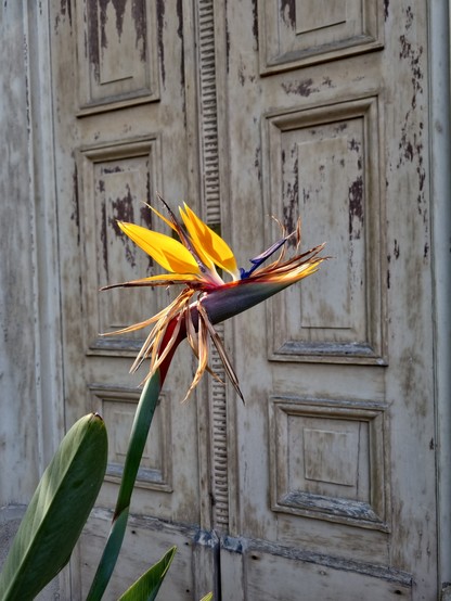 Paradiesvogelblume (Strelitzie) vor einer alten Holztür 