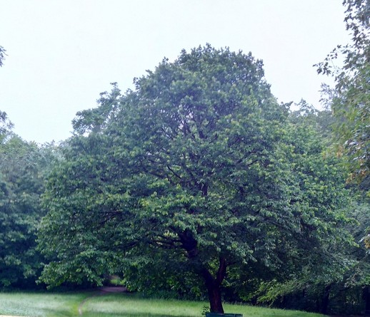 Ein großer, alter und dicht belaubter Haselbaum bei leichtem Regen auf einer leuchtend grünen Wiese. Pure Vitalität