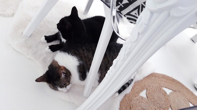 Zwei kuschelnde Katzen liegen unter einer Sitzecke auf einem Fell.