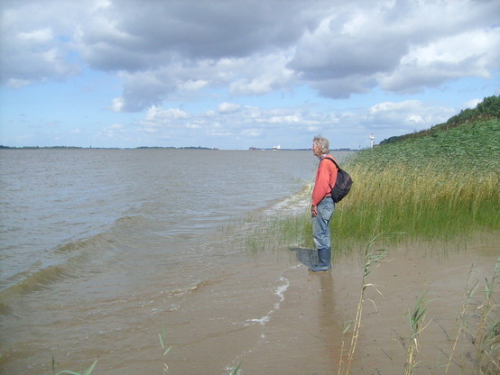 Ein Mann mit Rucksack steht am Strand der Elbinsel Neßsand und schaut auf die Elbe