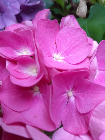 Foto: rosafarbene Hortensienblüte in Großaufnahme.