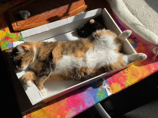 Katze im Karton. 