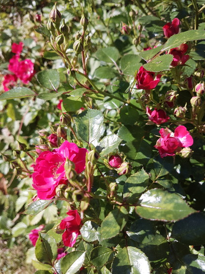 Rote kleine Rosenblüten werden von der Sonne angestrahlt, die grünen Blätter glänzen.