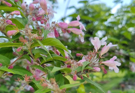 Blüten der Kolkwitzia amabilis 