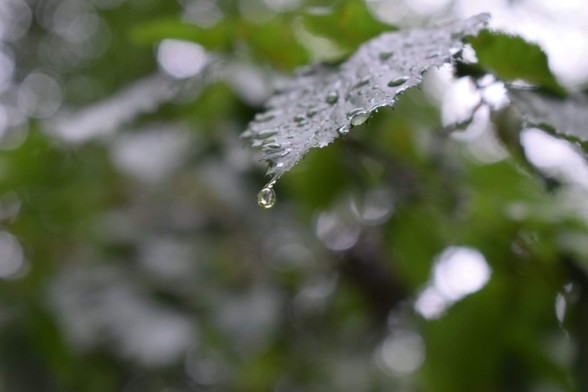 Blatt mit Regentropfen; ein Tropfen perlt gerade vorn von der Blattspitze ab.