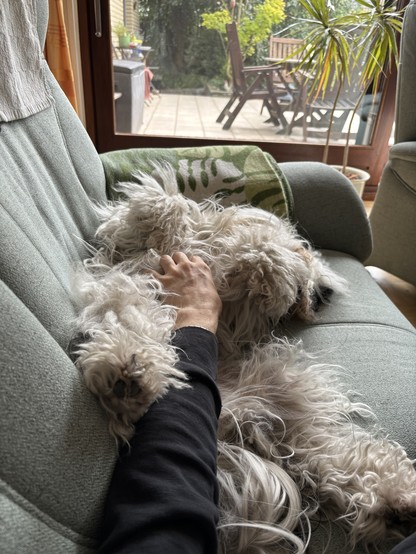 Hund liegt auf der Couch und lässt sich streicheln. Im Hintergrund eine Terrasse mit ein paar Stühlen.