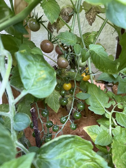 Tomatenrispen, die ersten Früchte werden allmählich rosa bzw. gelb.