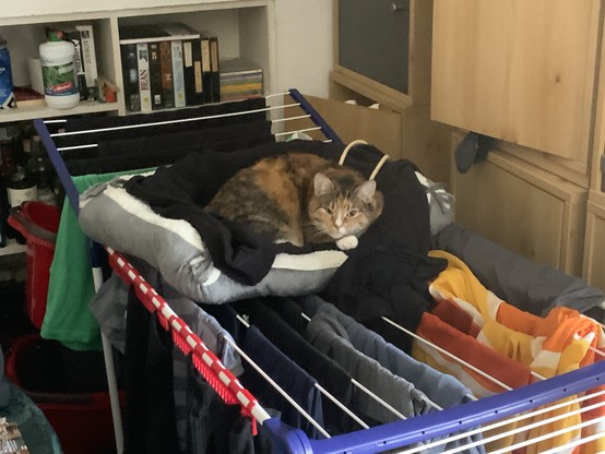 Katze bewacht einen Wäscheständer.