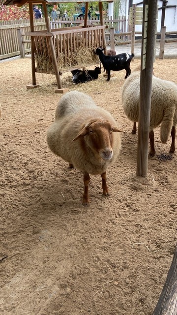 Schwangeres Schaf im Streichelzoo