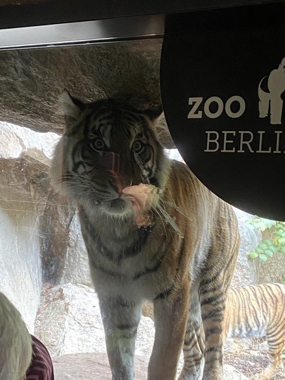 Tiger neben dem Schild „Zoo Berlin“.