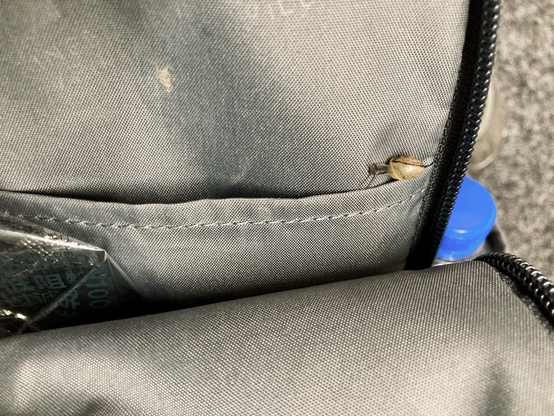 Winzige Schnecke im Innenfach eines Rucksacks