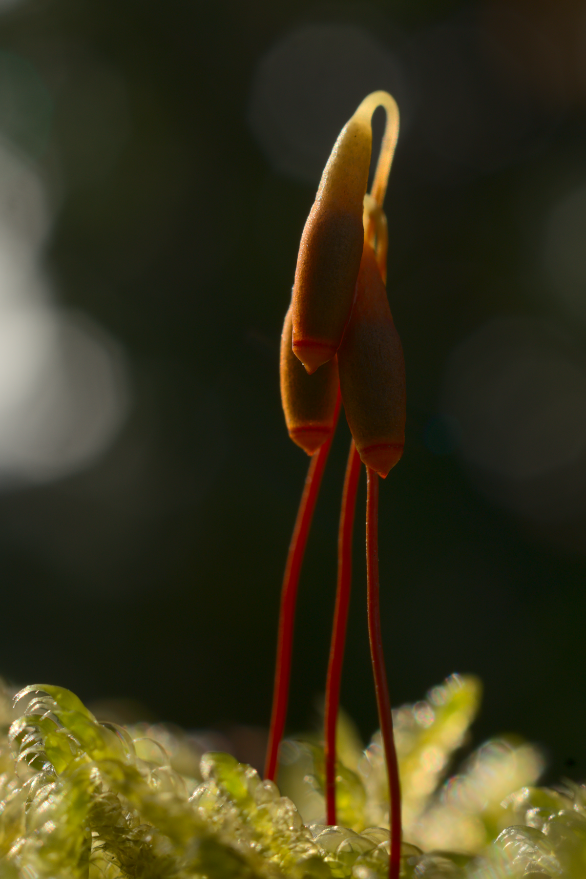 Makro-Aufnahme dreier Moos-Sporophyten in fast totalem Gegenlicht: Nur eine Seite zeigt einen hellen Lichtsaum.
Sie schimmern im sanftem Orange und in dezenten Ockerfarbtönen.
Da die drei Sporophyten an einander gelehnt sind, wirkt es fast so, als drängten sie schutzsuchend zu einander hin.
